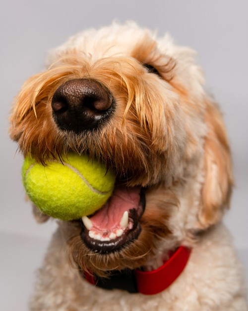 Image of light brown dog with yellow tennis ball in its mouth.