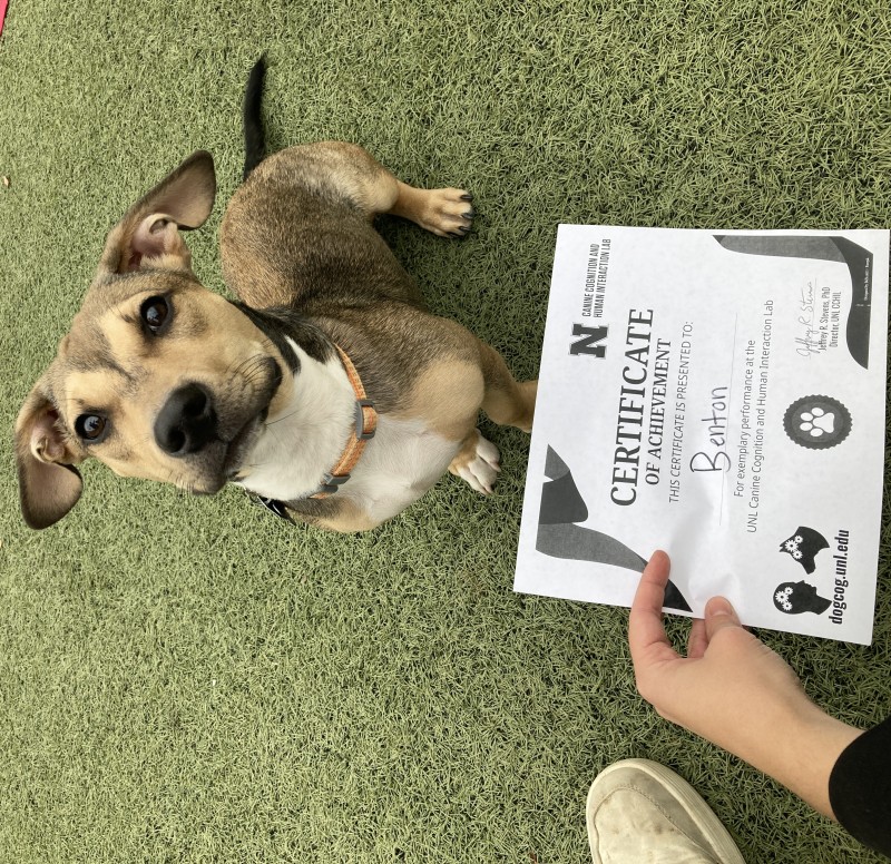 Black, brown, and white dog looking up at camera with certificate of achievement for Benton held in front.