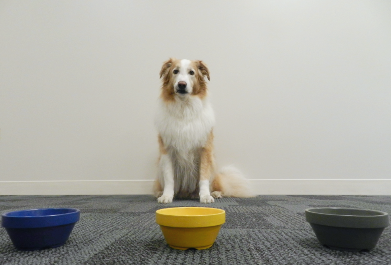 Brown and white dog sitting behind grey, yellow, and blue bowls.
