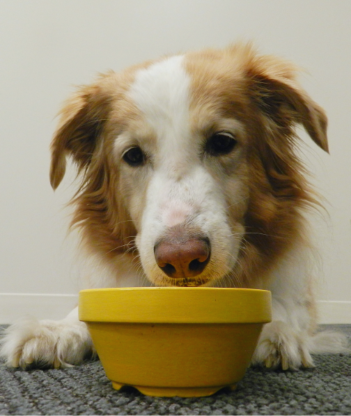 Brown and white dog sitting with nose in yellow bowl.