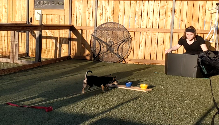 View of experimental set-up on grass with small black and brown dog approaching blue and yellow bowls with experimenter and tripod behind a black occulder.