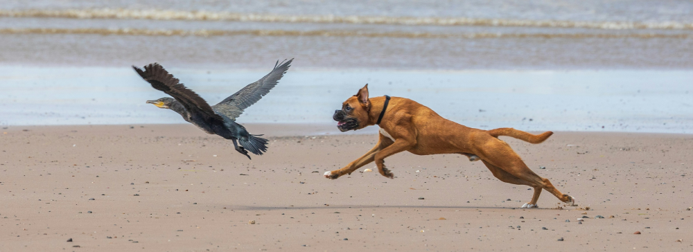 Brown dog chasing cormorant on the beach.