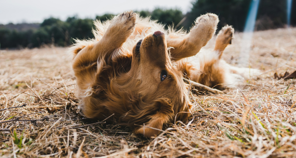 Brown dog rolling around on grass.