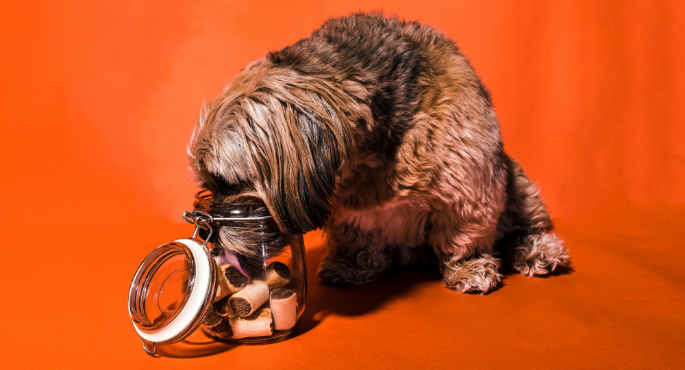 Brown dog licking treats in a jar.