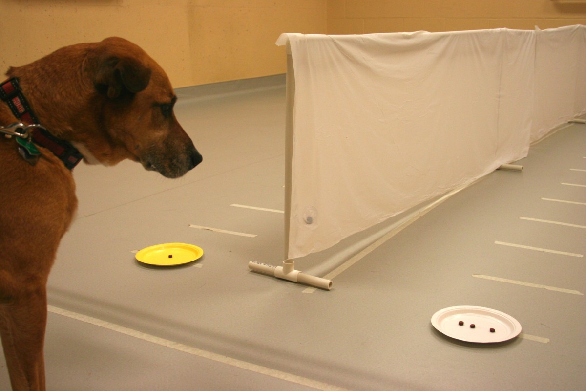 Brown dog looking at plate of three treats next to plate of one treat.