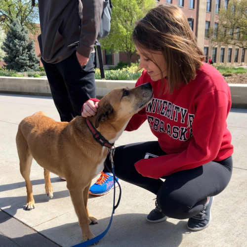 Brown dog being petted by undergraduate student.