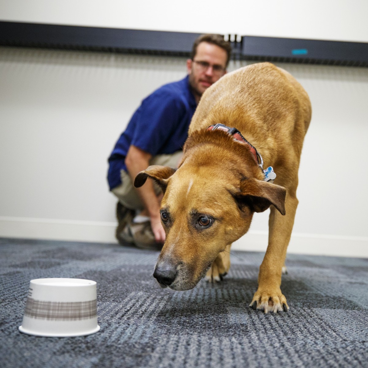 Brown dog approaching cup on floor with researcher in background.