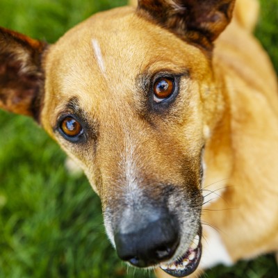 Close-up image of brown dog's face.