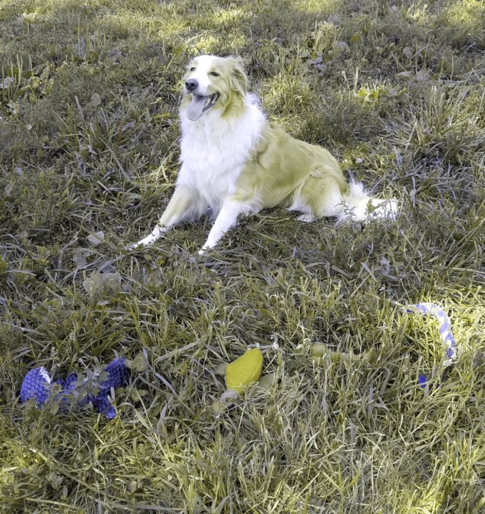 Brown and white dog sitting on grass behind blue, orange, and red toys but viewed through dog color vision, so everything is brown, yellow, an blue.