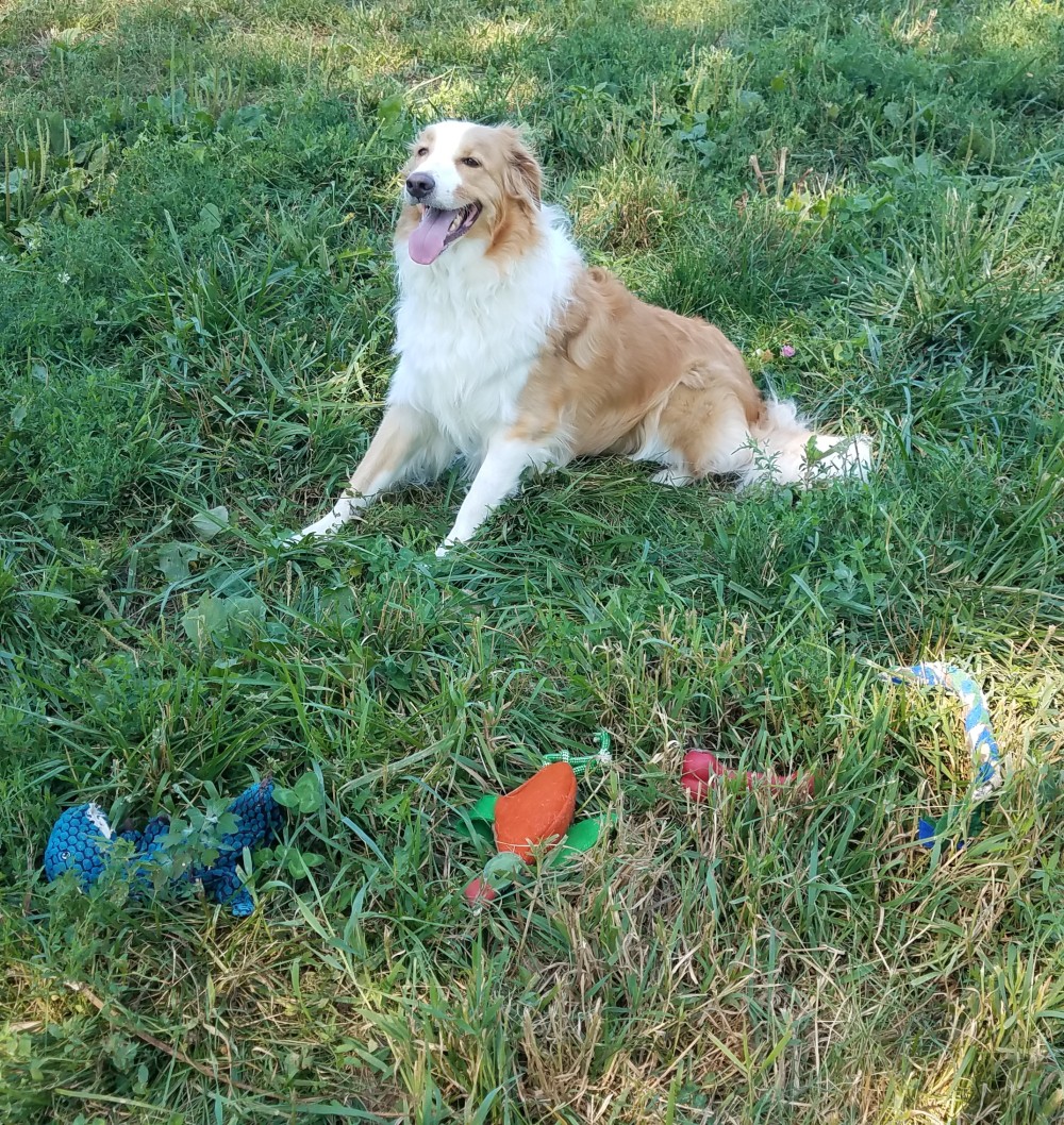 Brown and white dog sitting on grass behind blue, orange, and red toys.