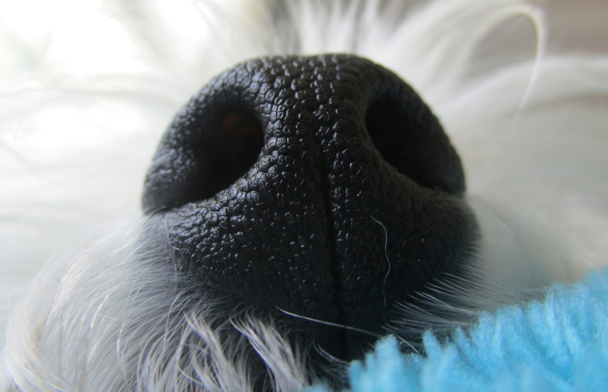 Close-up photo of dog nose surrounded by white fur.