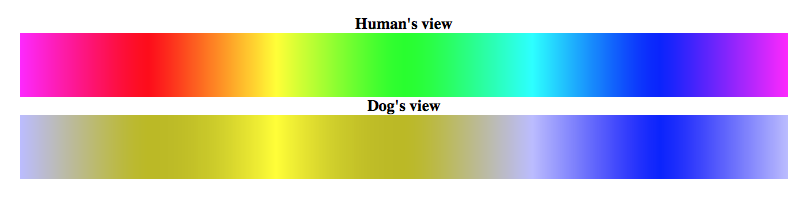 Illustration of dog color spectrum compared to human color spectrum.