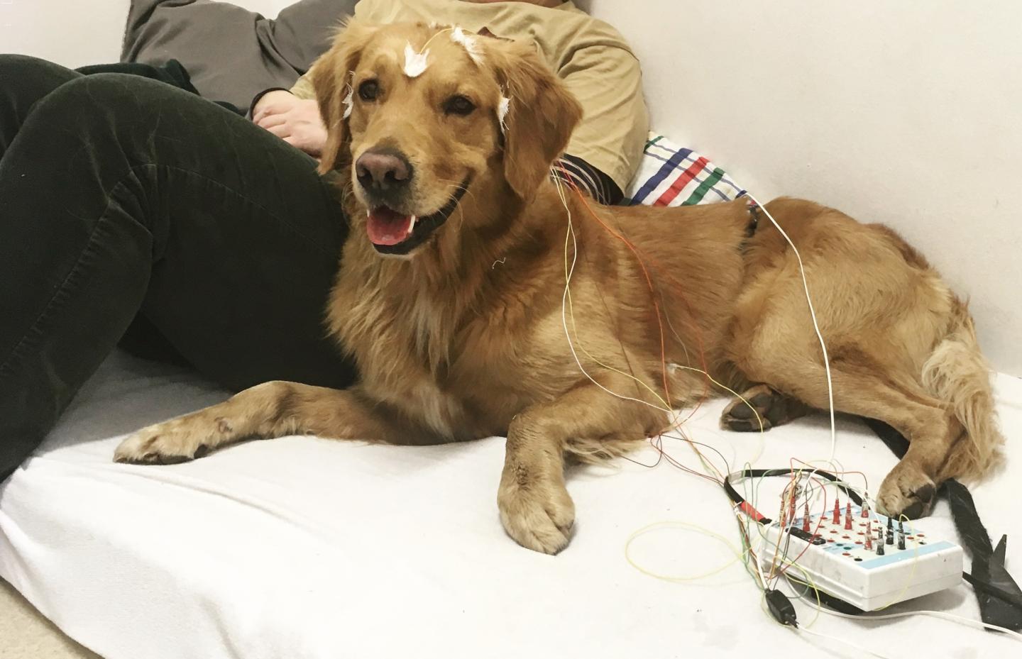 Golden retriever lying on bed with EEG electrodes connected to its scalp.