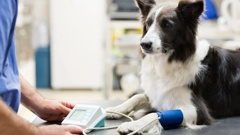 Black and white border collie lying on table with heart rate monitor connected to his front leg.