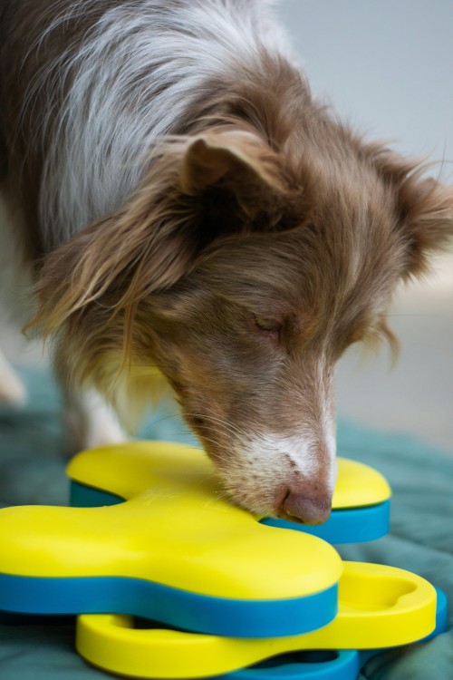 Brown and white dog playing with yellow dog puzzle.