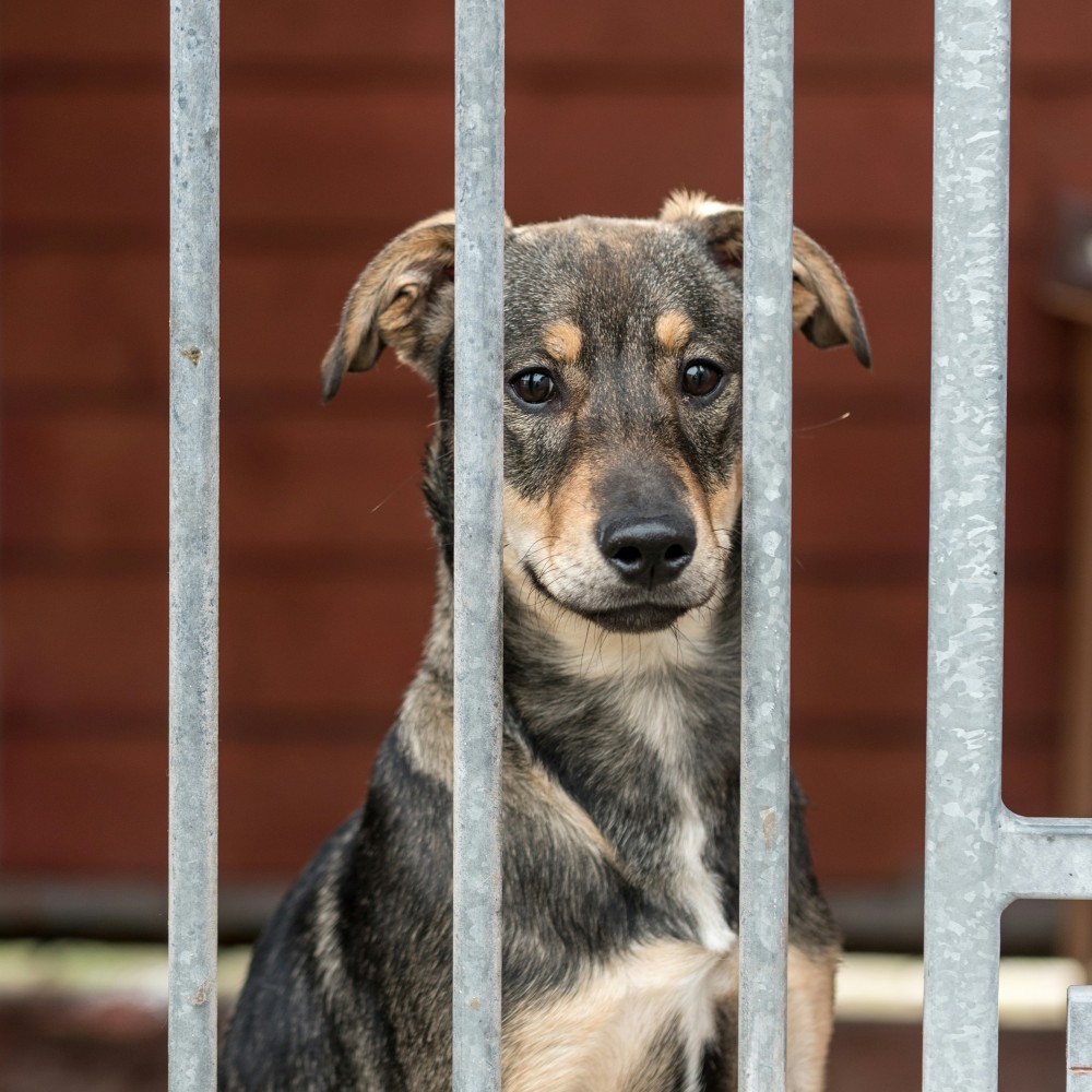 Image of multi-colored dog in animal shelter.