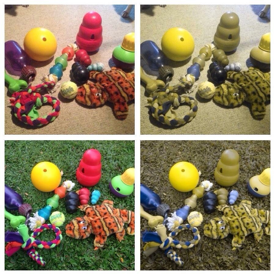 Image of multi-colored dog toys on carpet or grass for both human and dog color vision.