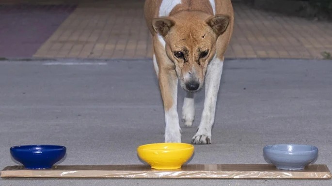 Brown and white street dog approaching wooden tray with blue, yellow, and grey bowls.