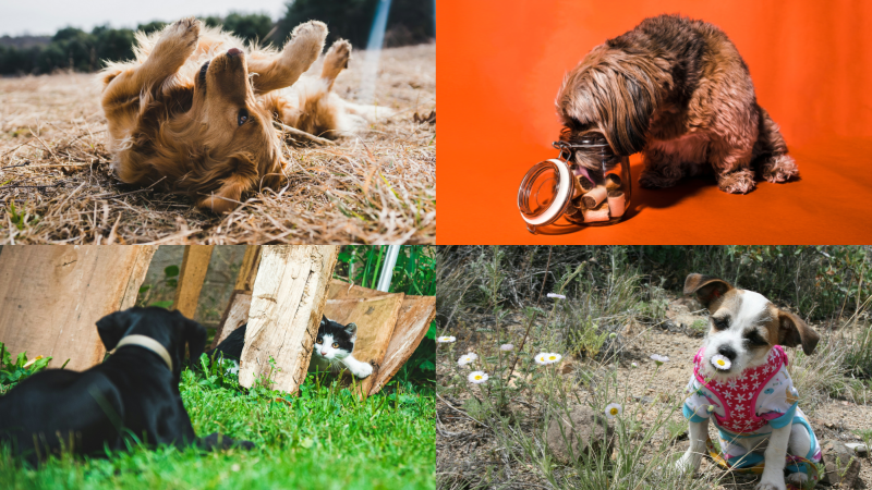 Top left: Golden retriever rolling around in brown grass. Top right: Brown dog with their face in a jar licking treats. Bottom left: Black dog lying on ground watching nearby black and white cat. Bottom right: Brown dog sniffing a white flower.