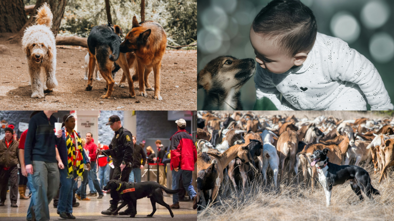 Top left: Three dogs playing in a dog park. Top right: Very small child nose-to-nose with a small puppy. Bottom left: Black detection dog with handler walking through crowd. Bottom right: Black and white dog next to a herd of goats.