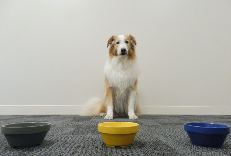 Brown and white dog sitting behind grey, yellow, and blue bowls.