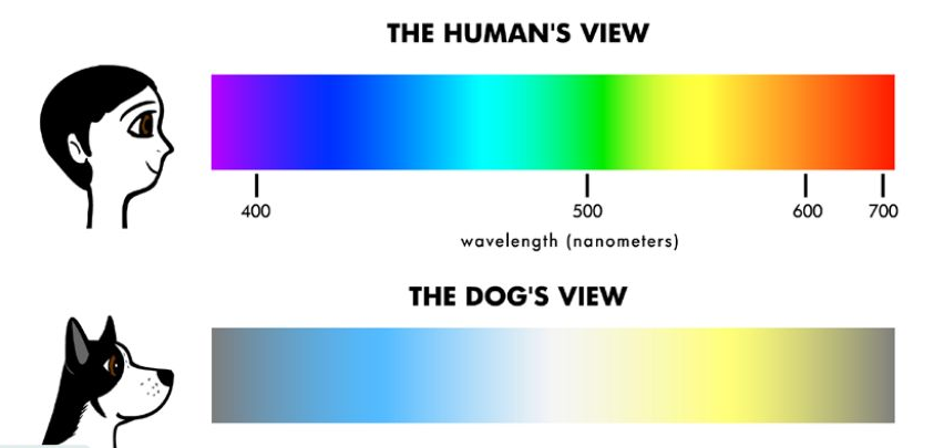 Illustration of dog color spectrum compared to human color spectrum.