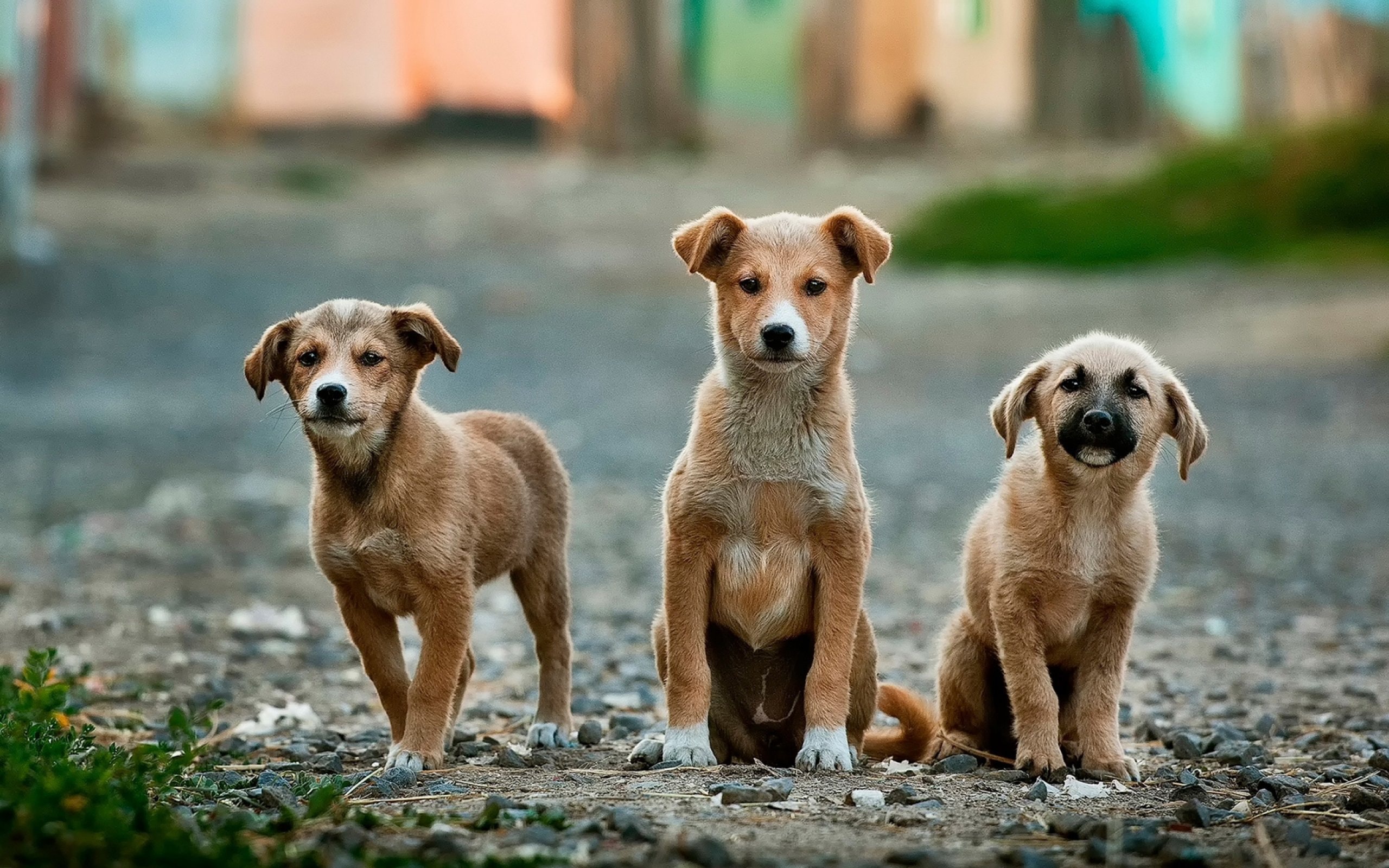Three brown street dog puppies.