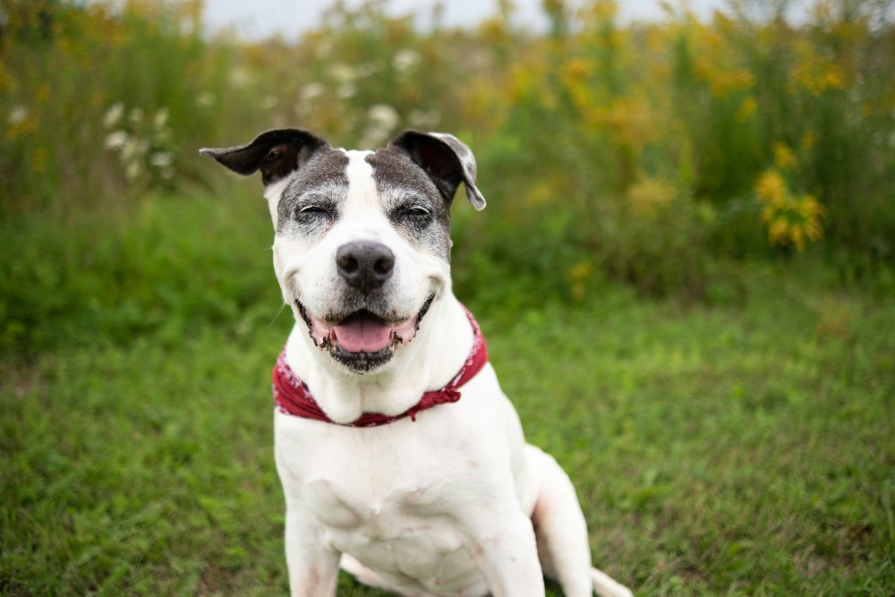 Image of white and grey dog with eyes squinted sitting in front of plants.