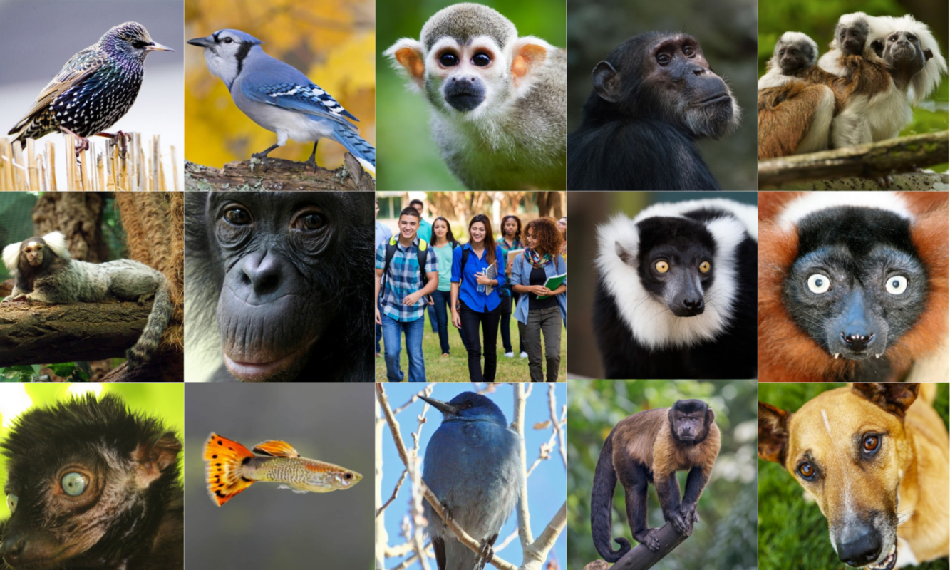 Collage of 15 species that I studied, including European starling, blue jay, squirrel monkey, chimpanzee, cotton-top tamarin, common marmoset, bonobo, humans, black and white ruffed lemur, red ruffed lemur, black lemur, guppy, pinyon jay, capuchin monkey, dog.